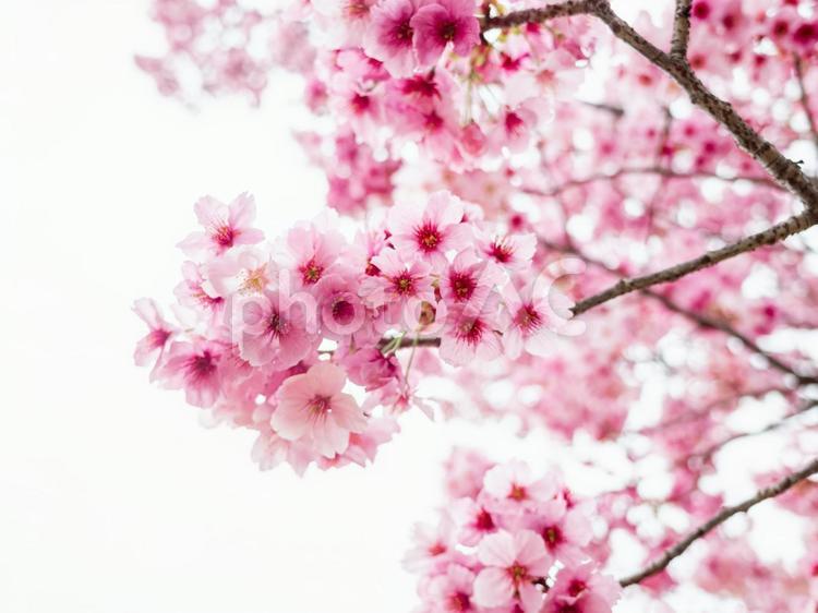 ［街角スナップ］桜 菅刈公園,公園,桜の写真素材