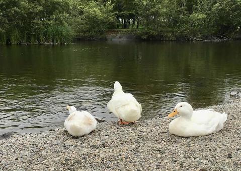 池のアヒル 池のアヒルの写真