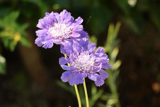紫の花びらのトルコキキョウの花のアップ 紫の花びらのトルコキキョウの花のアップ 紫,花びら,トルコキキョウの写真素材
