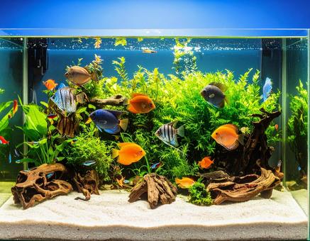 熱帯魚 熱帯魚の写真