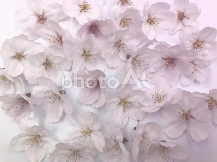 桜　ソメイヨシノ 桜,ソメイヨシノ,染井吉野の写真素材