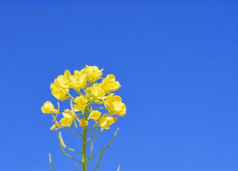 青空背景の菜の花アブラナ 菜の花,アブラナ,からし菜の写真素材