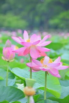 ハスの花-1 ハスの花-1の写真