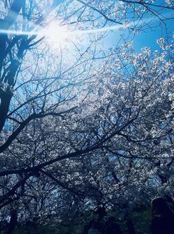 木漏れ日、桜 木漏れ日、桜の写真