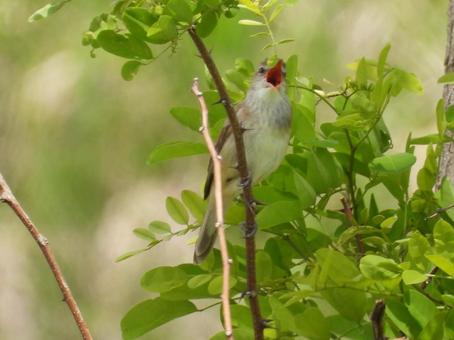 Photo, warbler alang alang, burung liar, a makhluk, 