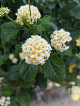 シチヘンゲ（白・縦） シチヘンゲ,ランタナ,花の写真素材