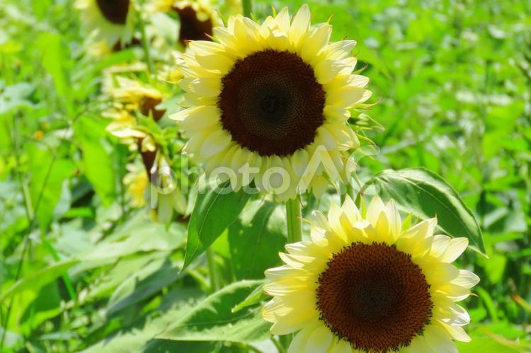 世羅高原農場のひまわりまつり ひまわり,向日葵,花の写真素材