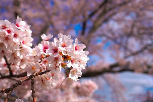 桜のイメージ 桜のイメージの写真
