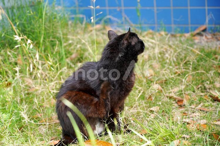 草むらでくつろぐ黒猫 猫,動物,黒猫の写真素材