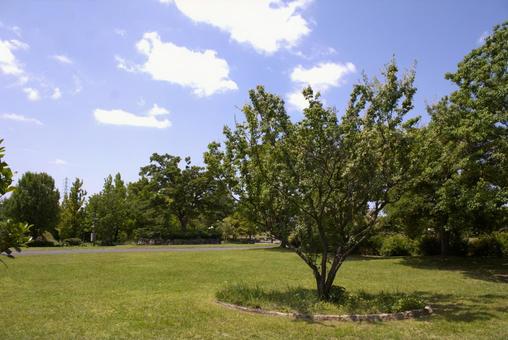 Photo, park, green, plant, 