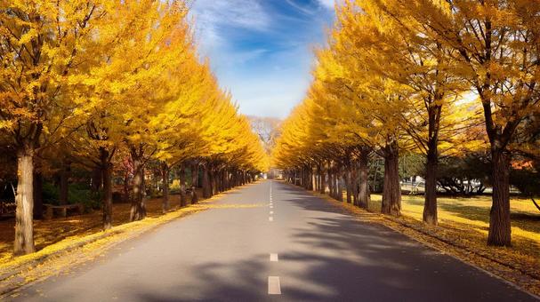 秋の公園 秋,イチョウ,いちょうの写真素材