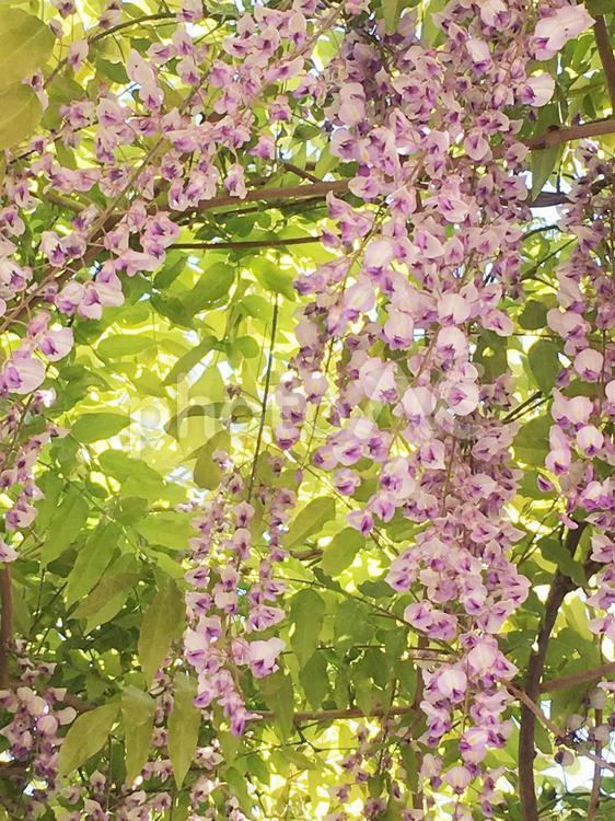 藤の花1 spring,かわいい,きれいの写真素材