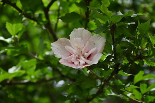 Red patterned Rose of Sharon flower on white background, JPG