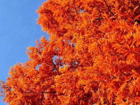 メタセコイアの紅葉 メタセコイア,紅葉,黄金色の写真素材