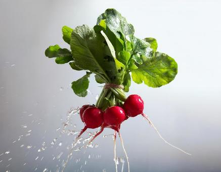 野菜の素材 野菜の素材の写真