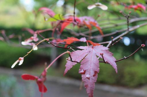 秋の風景02＿紅葉　もみじの写真