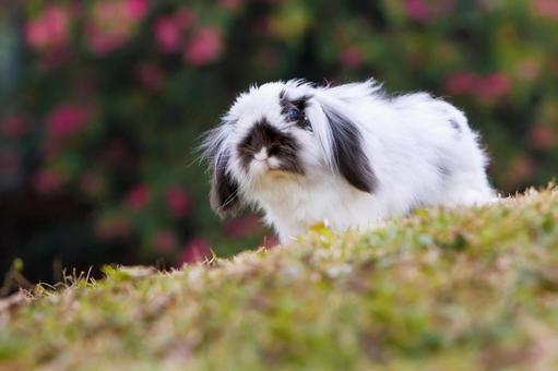 ペットのうさぎ うさぎ,ペット,干支の写真素材