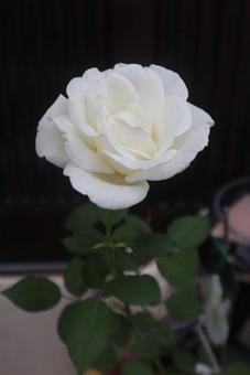 新たな始まり 新たな始まり バラ,花,flowerの写真素材