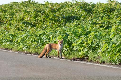 野生のキツネ 野生のキツネの写真