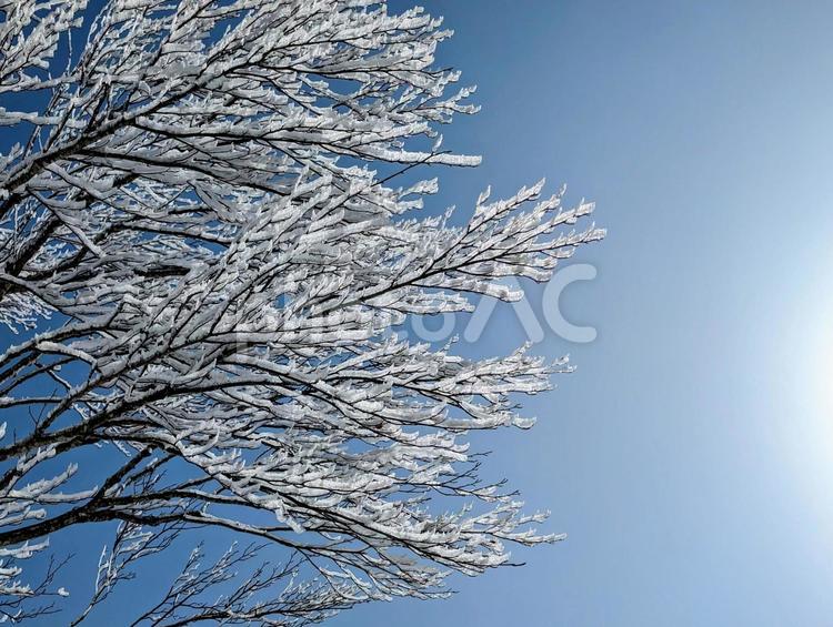寒さで氷る枝 霧氷,青空,雪山の写真素材