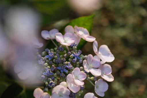 紫陽花 紫陽花の写真