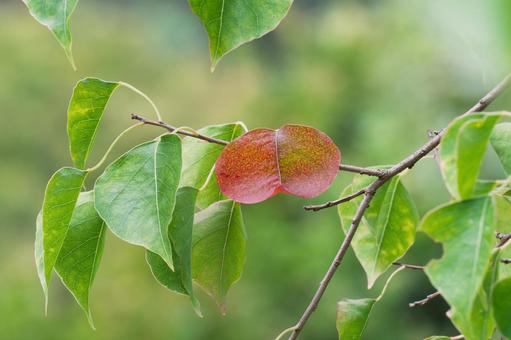 ナンキンハゼ ナンキンハゼ ナンキンハゼ,紅葉,赤の写真素材