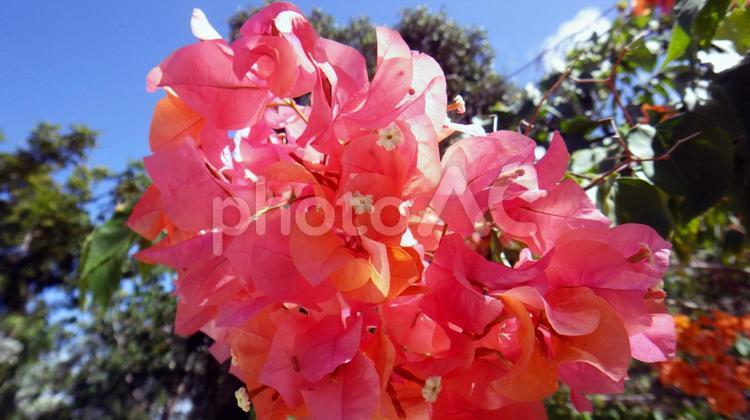 セブ島　南国の花　 フィリピン,セブ島,マクタンの写真素材
