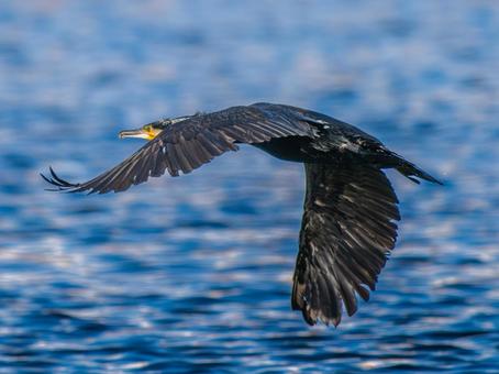 水辺を飛ぶカワウ 水辺を飛ぶカワウの写真