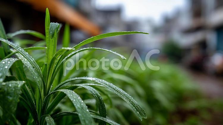 光る水滴、癒やしの植物 植物,シトロネラ,ハーブの写真素材