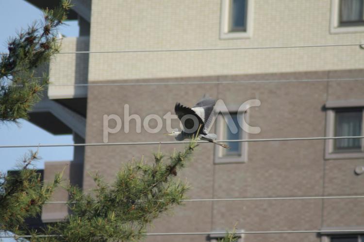 街のアオサギ アオサギ,野鳥,鳥の写真素材