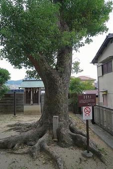 パワースポット宝塚市 皇大神社⑫ 楠 パワースポット宝塚市 皇大神社⑫ 楠の写真