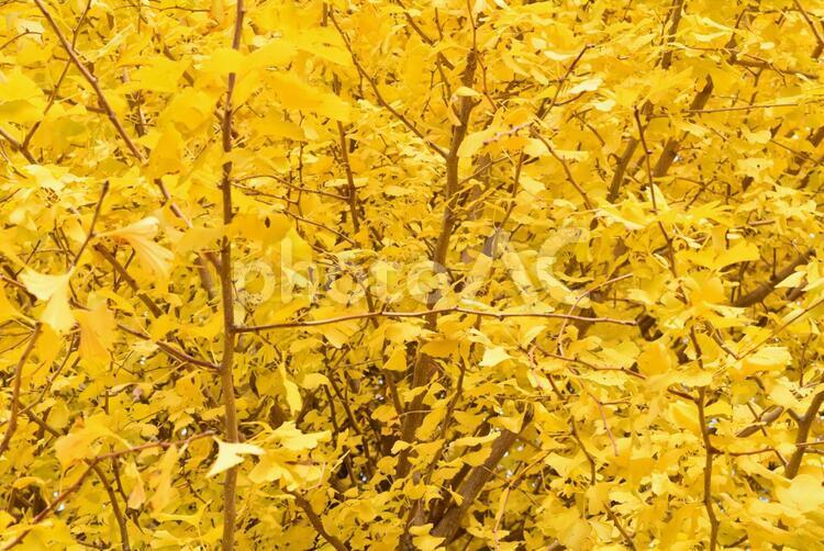 まっ黄色なイチョウの木 あかるい,あき,いちょうの写真素材