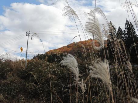田舎の風景(すすき) 田舎の風景(すすき) 風景,すすき,田舎の写真素材