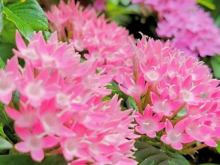 ピンク色のカランコエの花 ピンク色,ガーデニング,花の写真素材