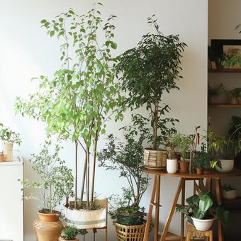 室内の観葉植物 室内の観葉植物の写真