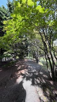 散歩 散歩の写真