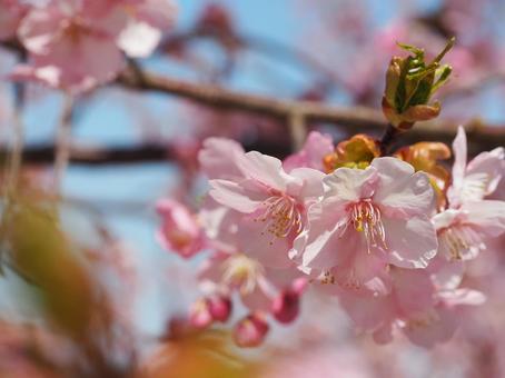 春の花 桜 カワヅザクラ② 春の花 桜 カワヅザクラ②の写真