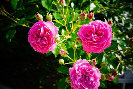 薔薇 ピンク 極彩色 薔薇 ピンク 極彩色の写真