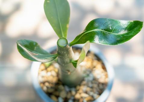 Immediately after pruning succulents, JPG Immediately after pruning succulents, JPG