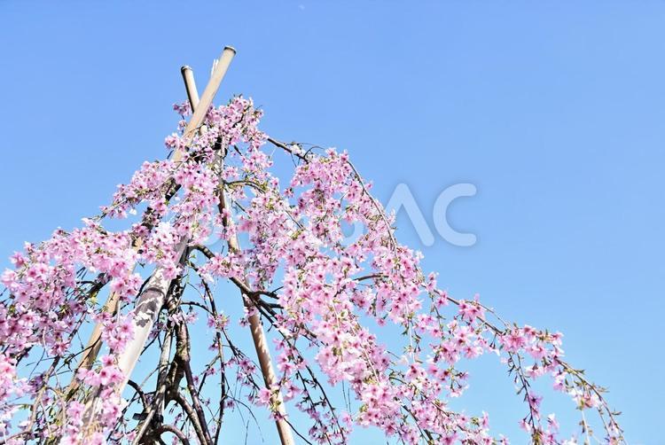 枝垂桜背景3 桜,背景,枝垂桜の写真素材