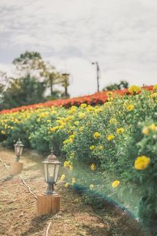 花とランタン 花とランタンの写真