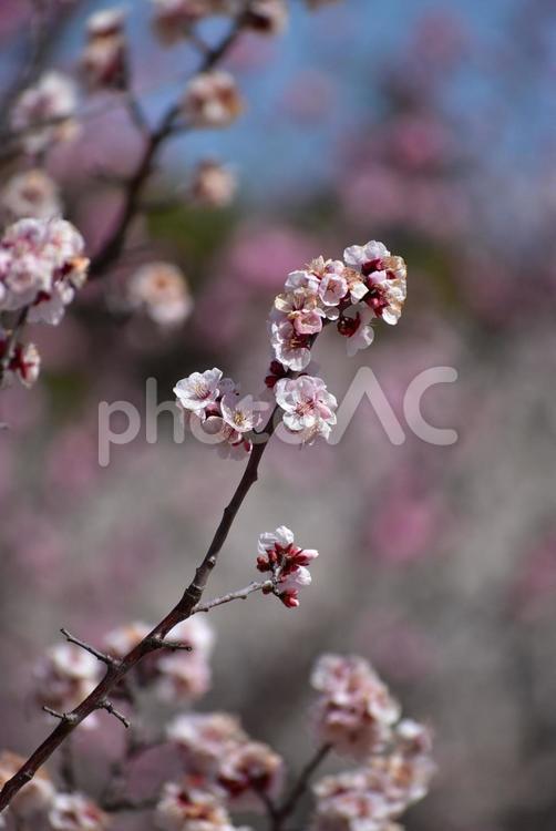 ピンクの梅　早春　春の訪れ 春,日本,自然の写真素材