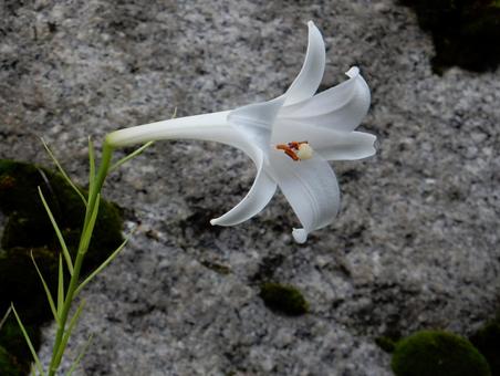 【花の写真】タカサゴユリ 【花の写真】タカサゴユリ タカサゴユリ,高砂百合,百合の写真素材