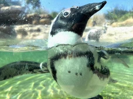 Photo, penguin, water, tiny, 