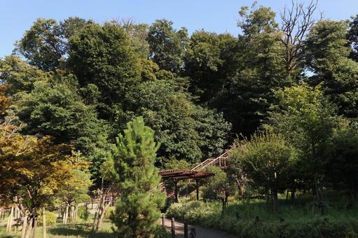 大田区 佐伯山緑地 大田区 佐伯山緑地 大田区,佐伯山緑地,東京都の写真素材