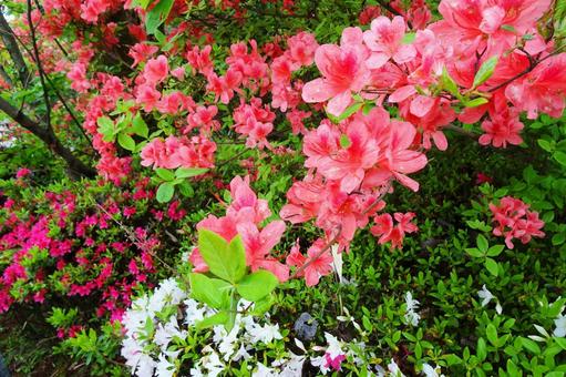 ツツジ ツツジの写真