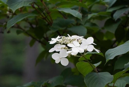 ノリウツギ ノリウツギ ノリウツギ,花,植物の写真素材