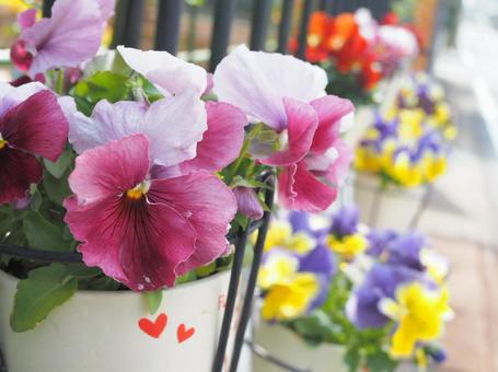 家先の花々の写真