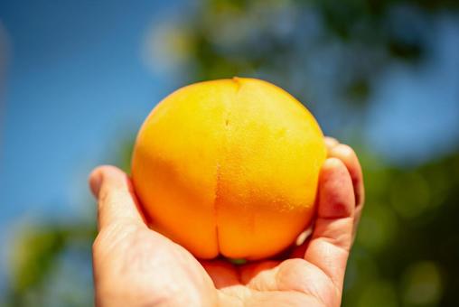 桃を掴む手 桃を掴む手の写真