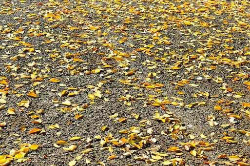沢山の落葉 落葉,枯葉,黄色の写真素材